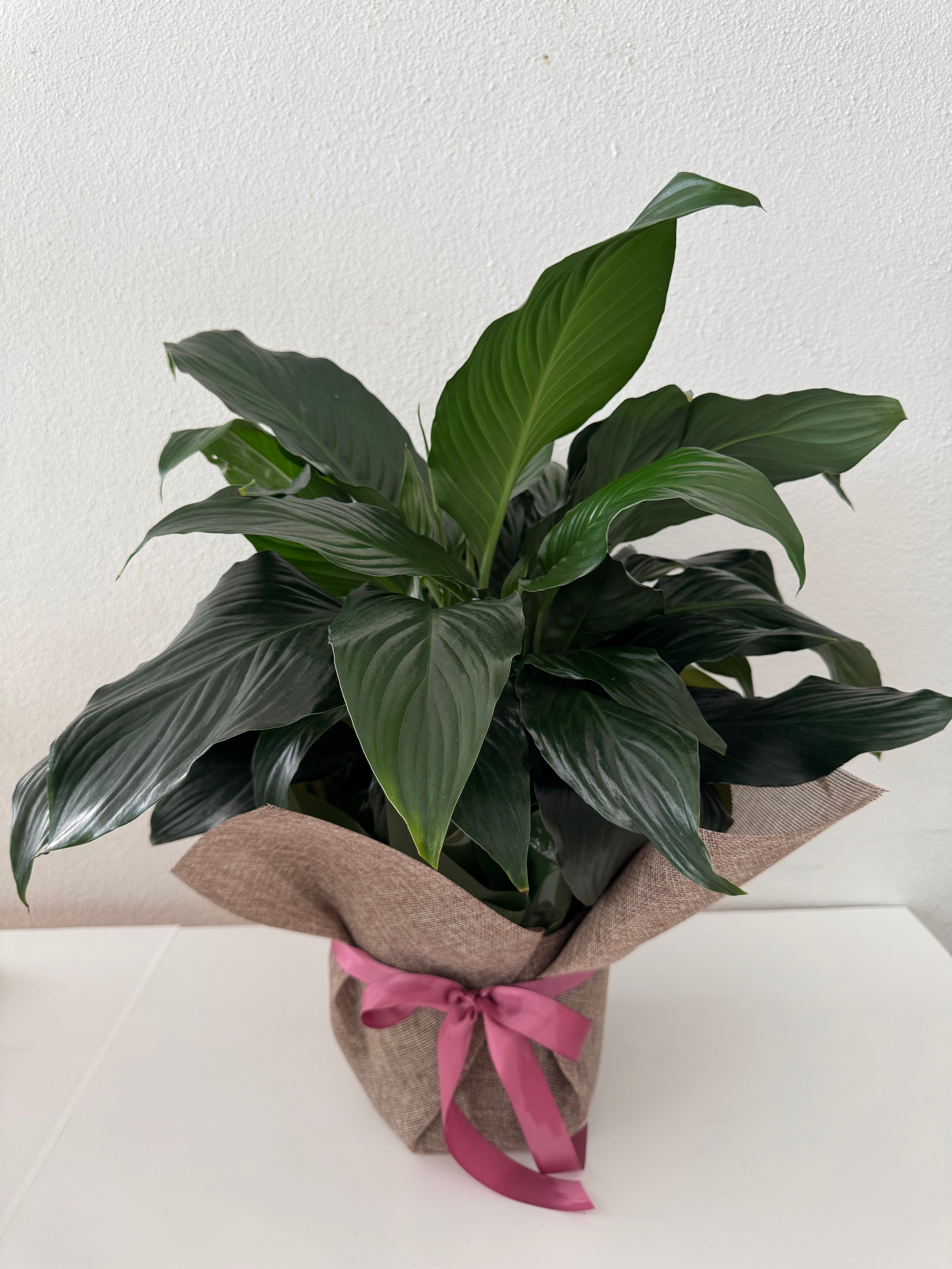 Gift wrapped Peace Lilly