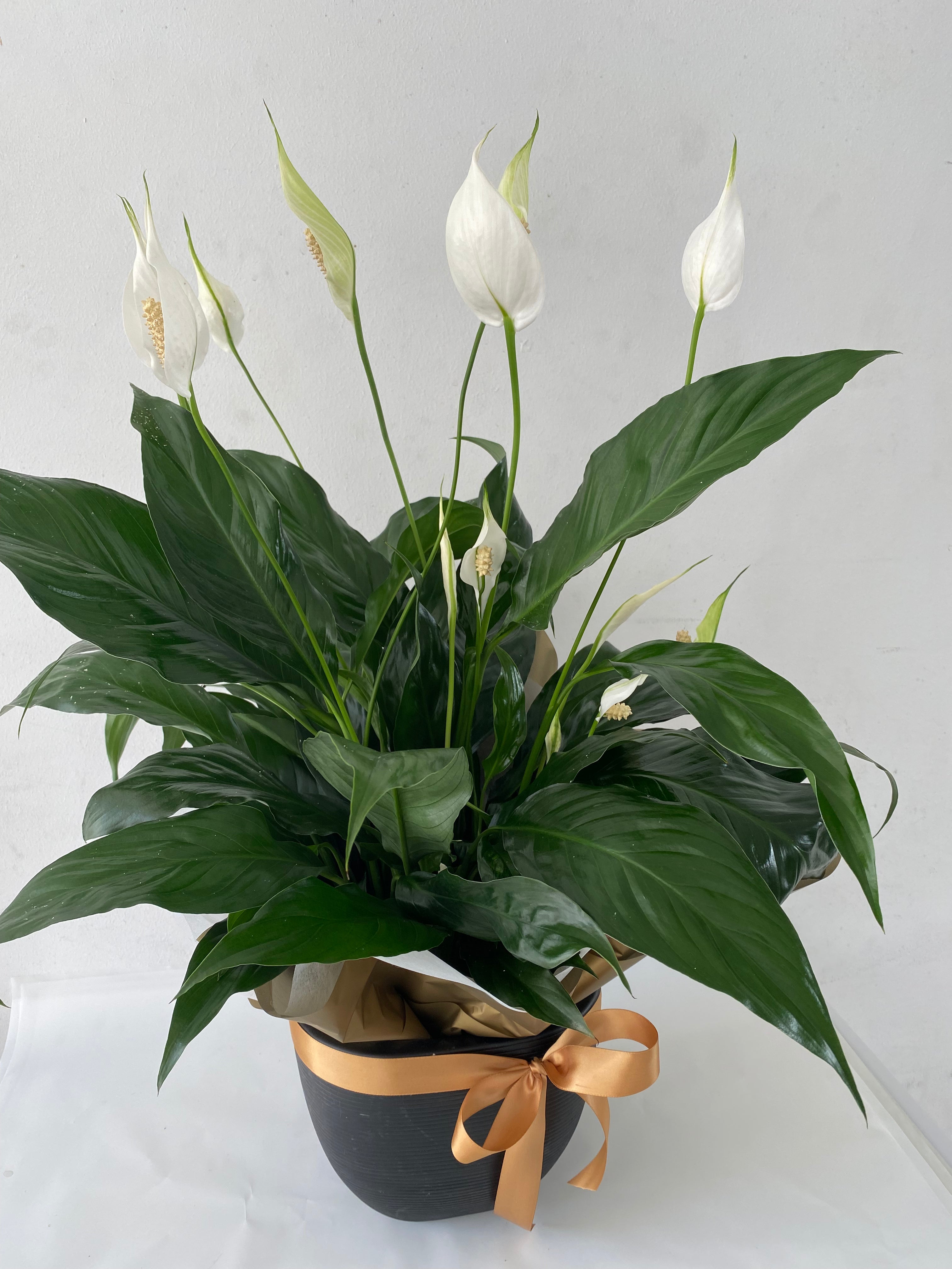 Peace Lilly in ceramic pot